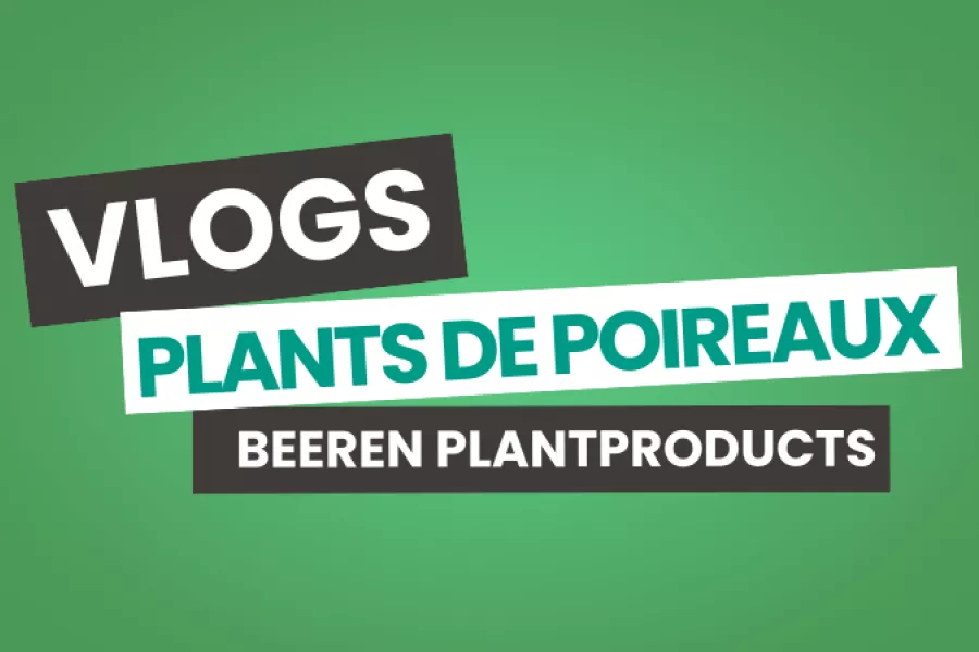 Vlogs plants de poireaux Beeren Plantproducts