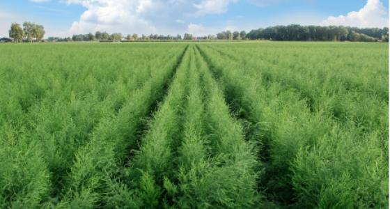 Griffes d'asperges Beeren Plantproducts