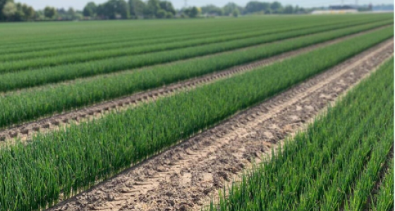 Disponibilité 2026 : plants de poireaux Beeren Plantproducts