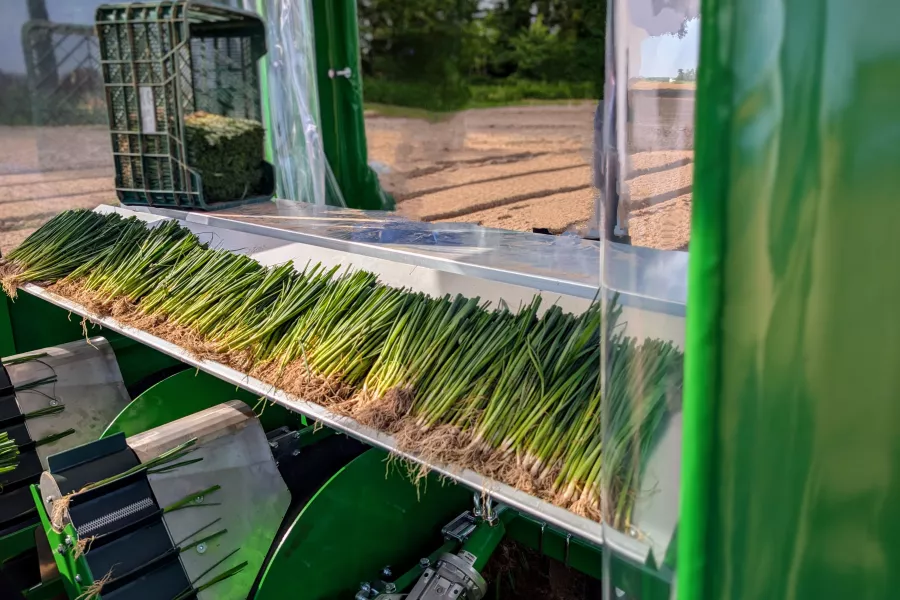 Planteuse de poireaux Basrijs