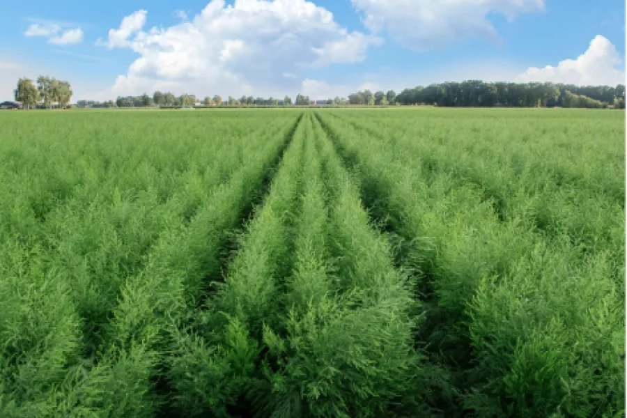 Griffes d'asperges Beeren Plantproducts