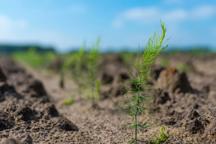 Griffes Beeren Plantproducts