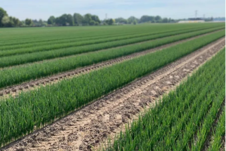 Disponibilité 2026 : plants de poireaux Beeren Plantproducts