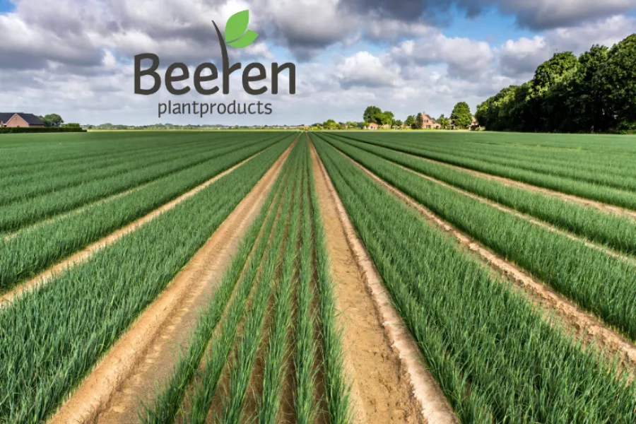 Plants de poireaux 2026 - Beeren Plantproducts Agrivaloire