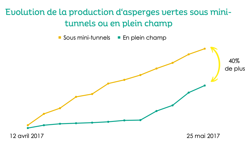 Evolution production asperges vertes minitunnel