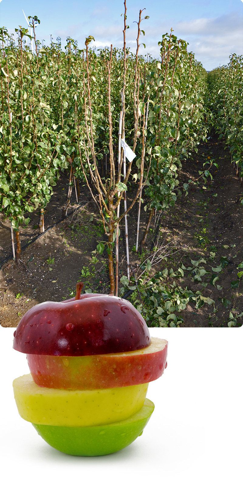 arboriculture-pommes