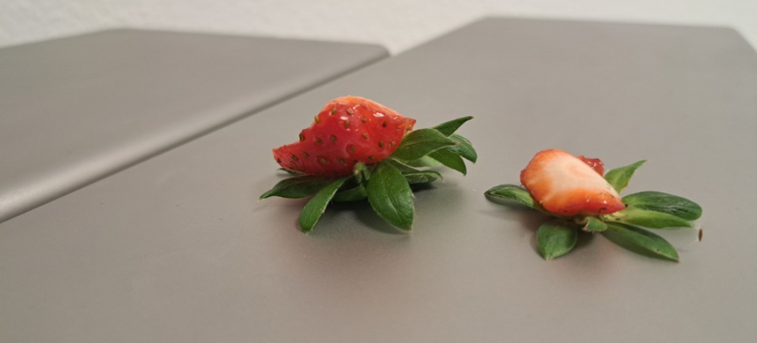 TDM Machine à équeuter et à couper les fraises Tenrit Agrivaloire