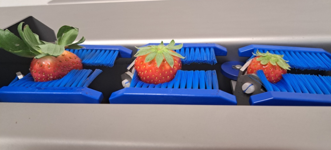 TDM Machine à équeuter et à couper les fraises Tenrit Agrivaloire