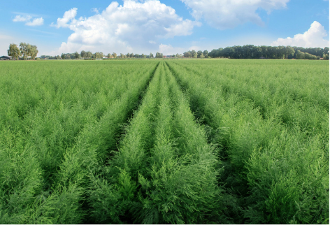 Griffes d'asperges Beeren Plantproducts