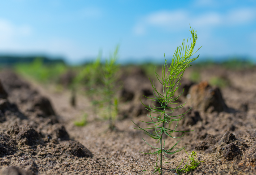 Griffes Beeren Plantproducts