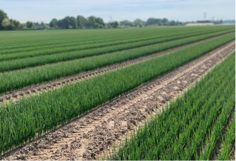 Disponibilité 2026 : plants de poireaux Beeren Plantproducts